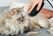 Có nên cắt lông cho mèo – 5 điều đúng và sai
