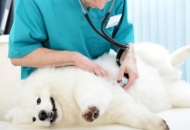 Quy trình kiểm tra sức khỏe định kỳ cho thú cưng