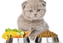 Những tiêu chí quan trọng cần biết khi chọn thức ăn chó mèo