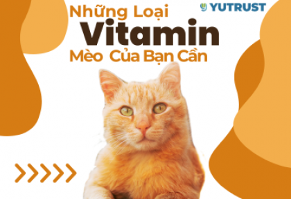 Những Loại Vitamin Nào Mèo Của Bạn Cần?
