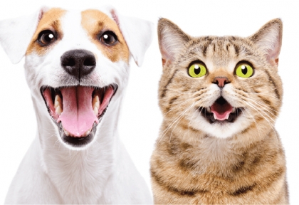 Bệnh Lepto trên chó mèo